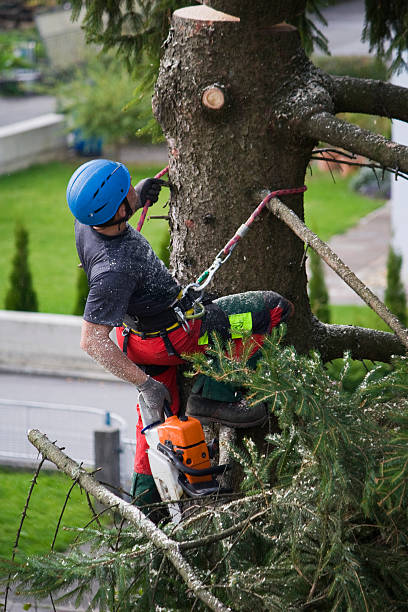 Best Emergency Tree Removal  in Lake Goodwin, WA