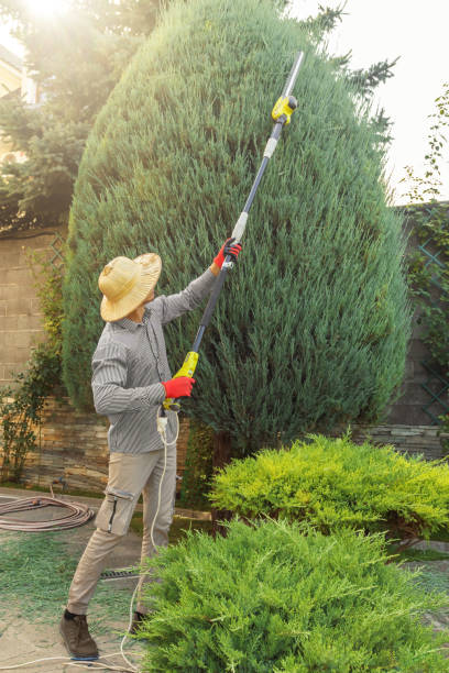 Best Lawn Renovation and Restoration  in Lake Goodwin, WA